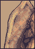 Anjeli icon/pixelart