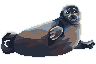 Baikal seal