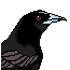 Blackbird