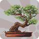 Bonsai ! icon/pixelart