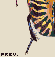 Gymnetis stellata icon/pixelart