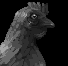Chicken icon/pixelart