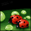 Ladybirds icon/pixelart