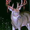 Deer study  icon/pixelart