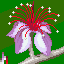 Guava flower icon/pixelart