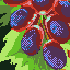 Luscious and Succulent icon/pixelart