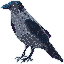Hooded Crow [Animal Atlas Collaboration]