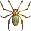 Nephila Clavipes