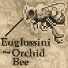 Animal Atlas - Orchid Bee