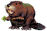 Castor Canadensis