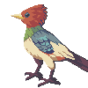 bird