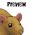 Rat