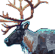 Reindeer - Animal Atlas [2024] icon/pixelart