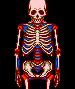 Proceso anatmico/Anatomical process icon/pixelart