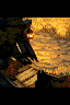 T r i s t r a m icon/pixelart