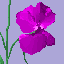 Magenta Challenge-Sweet Pea