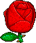 Truth of the rose