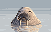 Walrus icon/pixelart
