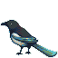 Animal Atlas Common Magpie