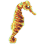 Common Seahorse (Hippocampus Kuda)