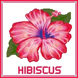 Hibiscus @ PixelJoint.com