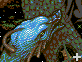 HEXQUISITE CORPSE COLLAB II: Tile 31 icon/pixelart