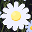 Daisies icon/pixelart
