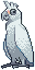 Little Corella (Animal Atlas 2024)