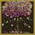 Newly discovered tree species..