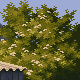buzyna i dereviy icon/pixelart