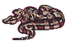Red Tail Boa - Animal Atlas [2024]