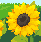Sunflowers icon/pixelart