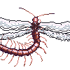 Centifairy - Weekly Challenge icon/pixelart